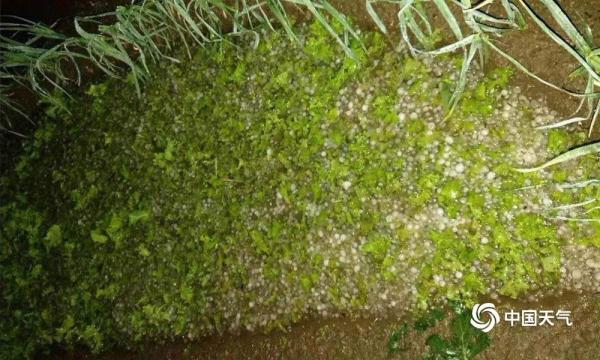 鸡蛋大冰雹袭击河北遵化 汽车被砸“满脸花” 鸡蛋大冰雹袭击河北遵化 汽车被砸“满脸花”