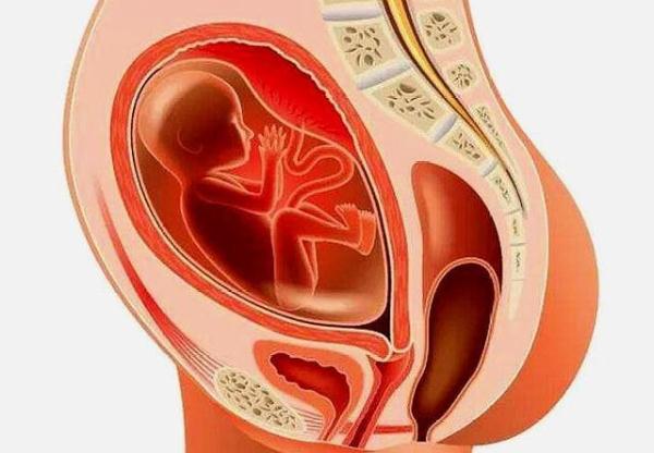 所以说怀孕第7个月份,进行产检时,如若医生告知你胎位不正,你