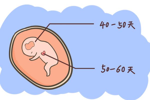 若在这周前,不用担心,胎儿发育很正常