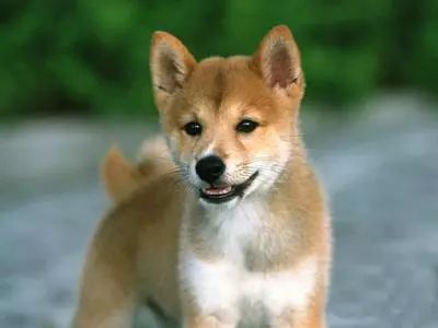 十大忠诚的狗排名_十大最忠诚的狗排名(2)