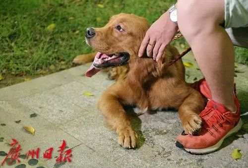 小狗总往人身上扑 6541542868135202474.jpg