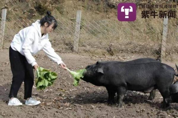 女大学生回家养猪,亲自给猪褪毛,姐姐霸气喊