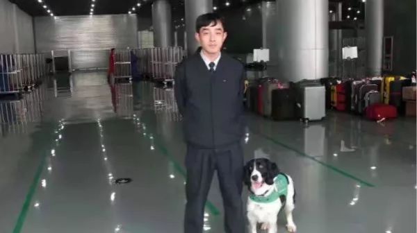 小狗也逆袭！流浪犬尼克通过“公务犬考试”啦