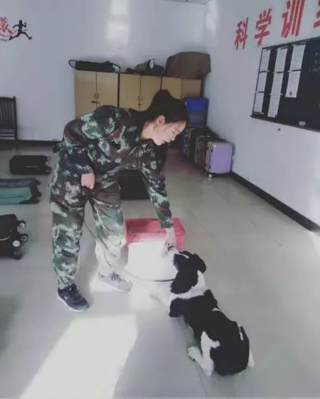 小狗也逆袭！流浪犬尼克通过“公务犬考试”啦