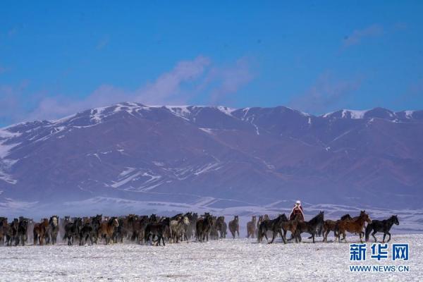 这是12月31日在昭苏县天马旅游文化园拍摄的驰骋的骏马.