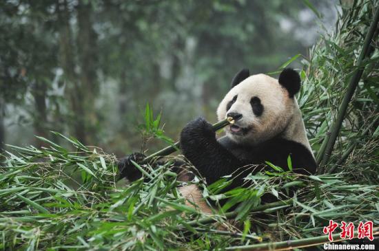 疫情让英国人养不起大熊猫了 考虑将它们送回中国