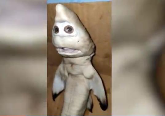 印尼渔民从母鲨肚中剖出变异小鲨鱼 面部酷似"人脸"
