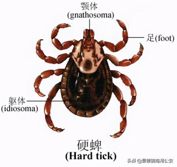 蜱,也称牛虱,狗豆子,草爬子,与蜘蛛是近亲,属于蛛形纲寄螨目蜱总科