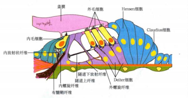 还在长时间戴耳机？当心“噪声性耳聋”-今日头条-手机光明网