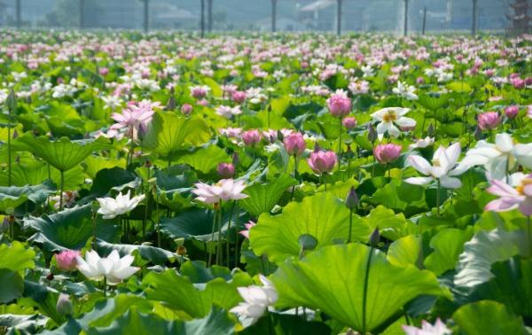 盛夏时节,湖南省湘潭市湘潭县花石镇马垅村湘莲种植基地的数千亩荷花