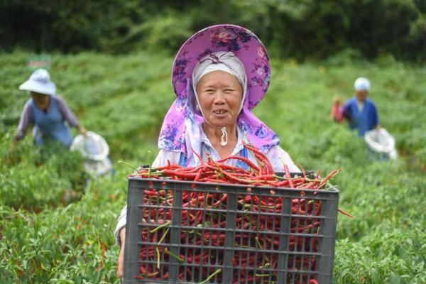 8月10日,贵州省黔东南苗族侗族自治州凯里市龙场镇渔山村村民在采收