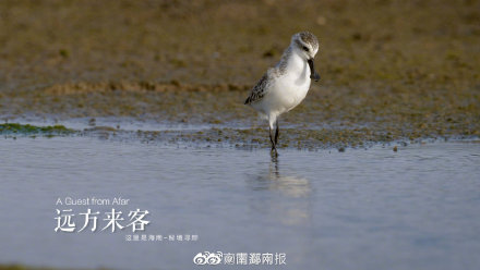 新海南秘境寻踪 走近"极危萌物"勺嘴鹬