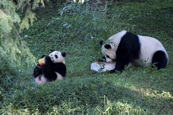 华盛顿大熊猫宝宝"小奇迹"一周岁啦!来看看它那些可爱