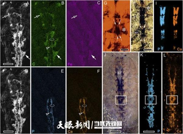 5亿年前的化石!6亿岁"海绵宝宝"!贵州的"宝贝"藏不住了