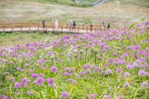 贵州毕节:紫色花海醉游人