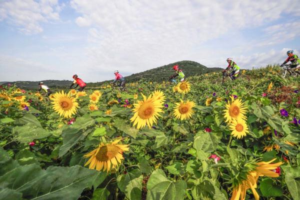 8月29日,骑行爱好者在河北唐山遵化市娘娘庄乡一处向日葵花海游玩