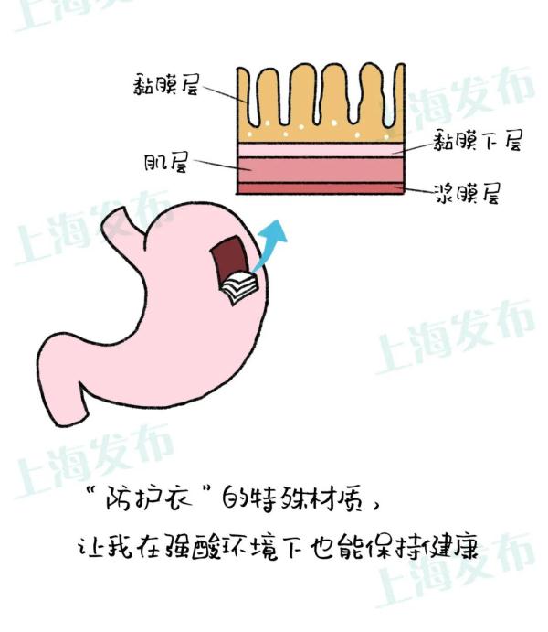 医聊从胃炎到胃癌胃粘膜扛下了所有