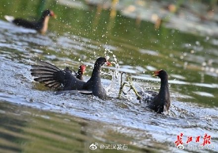 野生黑水鸡现身闹市区,夕阳下成群嬉戏追逐