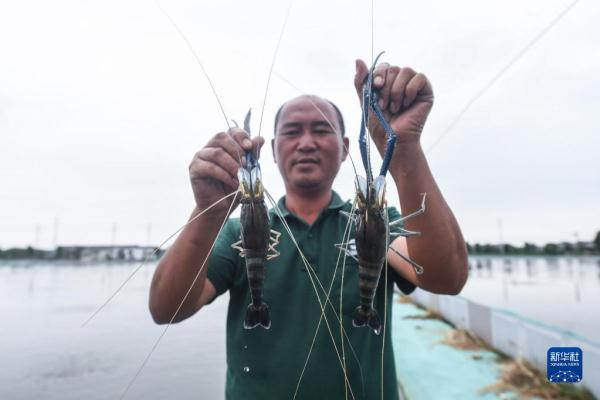 据悉,该镇年产"太湖一号"罗氏沼虾1000余