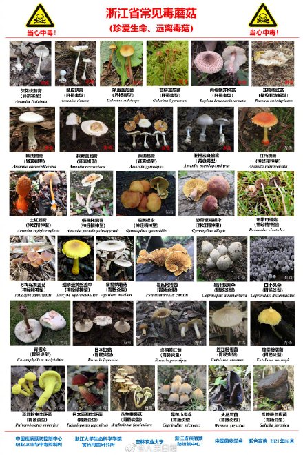 华南地区,东北地区,华中地区,四川,云南,浙江等地都有哪些常见毒蘑菇?