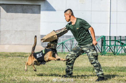 帅气!围观优秀警犬是怎样炼成的