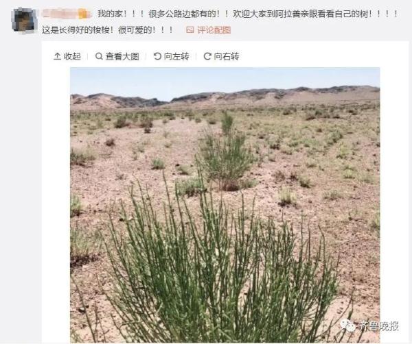 蚂蚁森林种植区被质疑未种梭梭树!官方回应来了