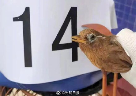 贵州威宁查获画眉鸟等保护动物