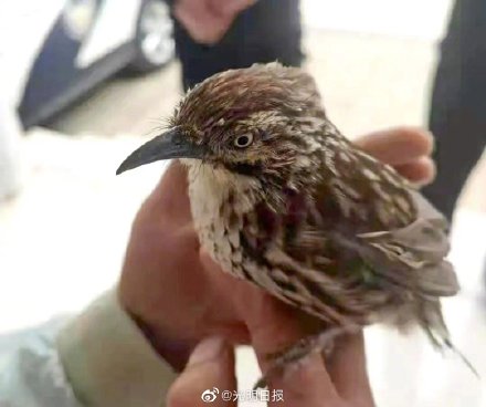贵州威宁查获画眉鸟等保护动物