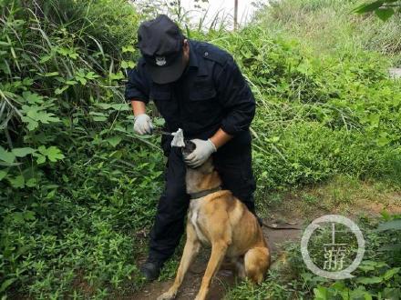 凌晨,警犬基地警犬训导员携搜救警犬"哈登","多多"