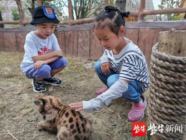 保护动物权益有待探讨,肯定培养保护动物的意识    入住酒店摸小动物