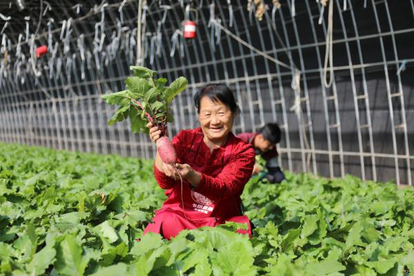 近年来,固安县积极调整农业产业结构,提高果蔬种植水平和种植质量