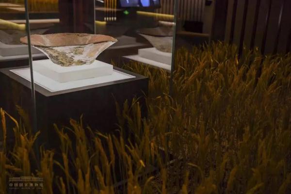 地的"上山文化"考古工作中,陆续发现了一万年前属性明确的栽培水稻