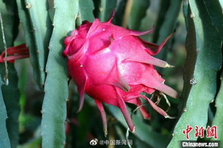 河南焦作发现一批火龙果弱阳性