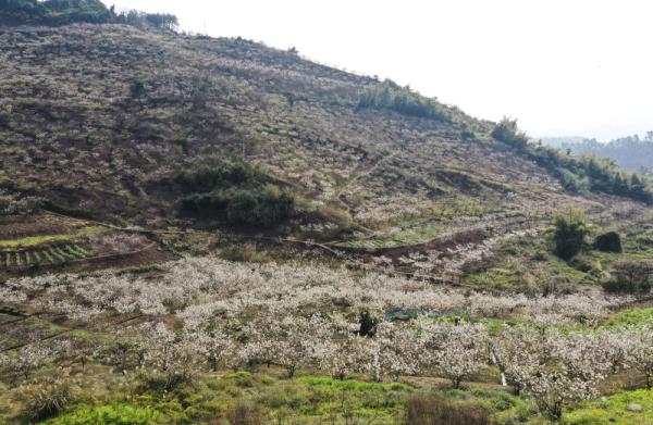 重庆璧山樱桃花开引客来