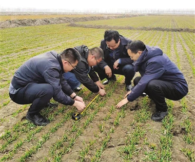 抢种护苗津郊大地春耕忙