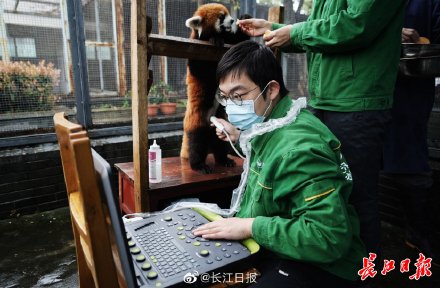 武汉动物园为小熊猫做b超糊米酒很健康美美没怀孕