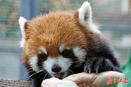 武汉动物园为小熊猫做b超糊米酒很健康美美没怀孕