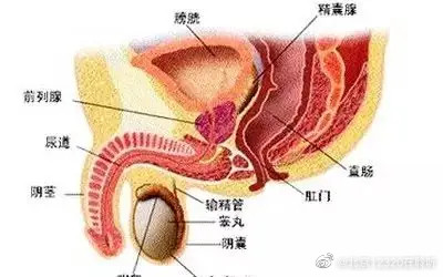 前列腺炎前列腺增生的临床表现有什么区别