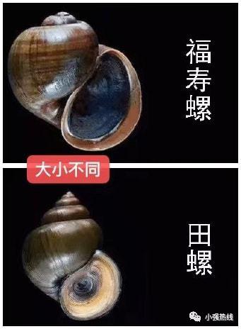 千万别碰近期高发这种粉花卵的福寿螺寄生虫可多达6000条