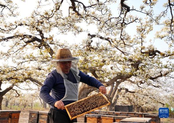 4月8日,蜂农在河北赵县范庄镇南庄村的梨园内工作,用传统蜜蜂授粉方式