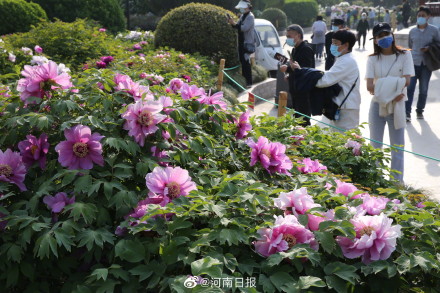 郑州人民公园牡丹花迎来盛花期