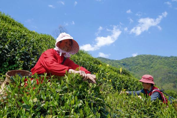 4月12日,茶农在黄山市黄山区猴坑村太平猴魁生态茶园采摘鲜叶(无人机