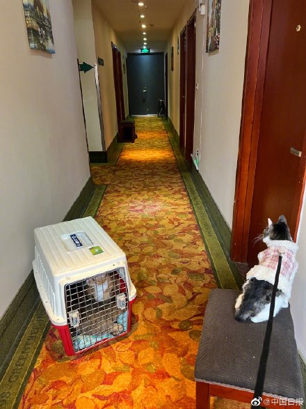 上海一对情侣携8只猫咪入住隔离酒店