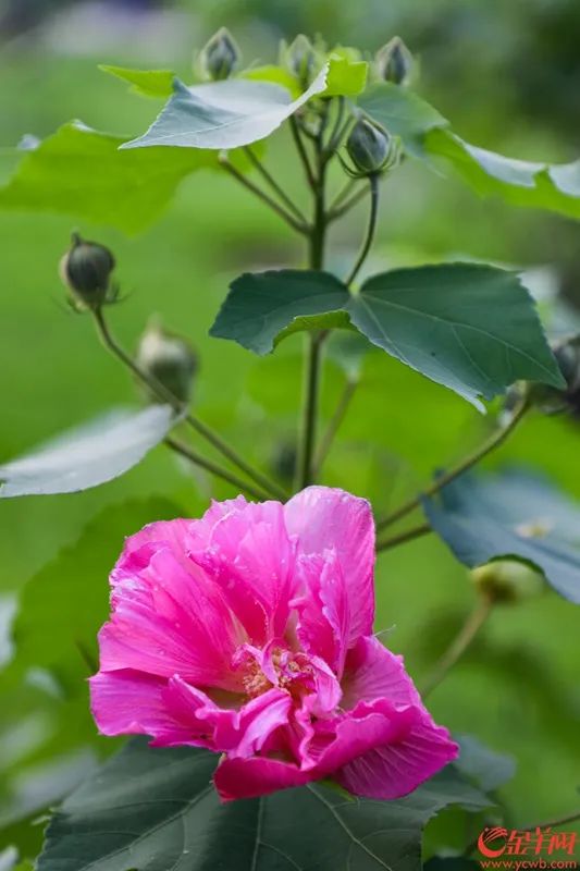 有望花开三度广州木芙蓉5月罕见绽芳容