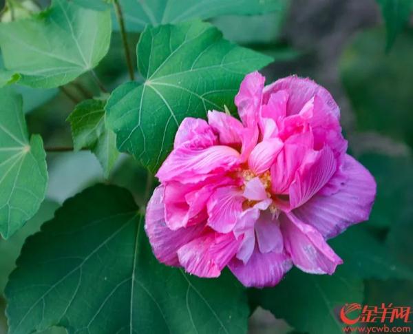 有望花开三度广州木芙蓉5月罕见绽芳容