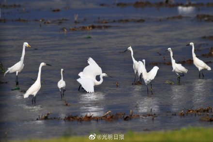 胶州湾白鹭翩跹起舞