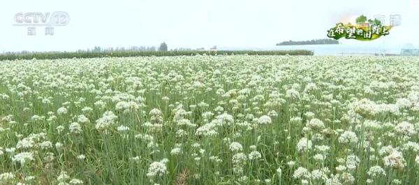 在希望的田野上丨河南平顶山万亩韭菜进入盛花期特色产业助农增收