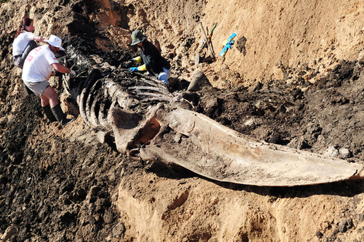 考古学家正在挖掘恐龙化石