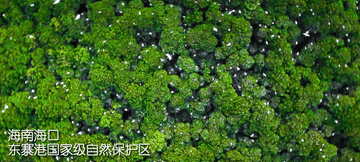 100秒!带你打卡祖国红树林美景 100秒!带你打卡祖国红树林美景