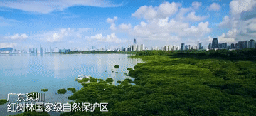 100秒!带你打卡祖国红树林美景 100秒!带你打卡祖国红树林美景